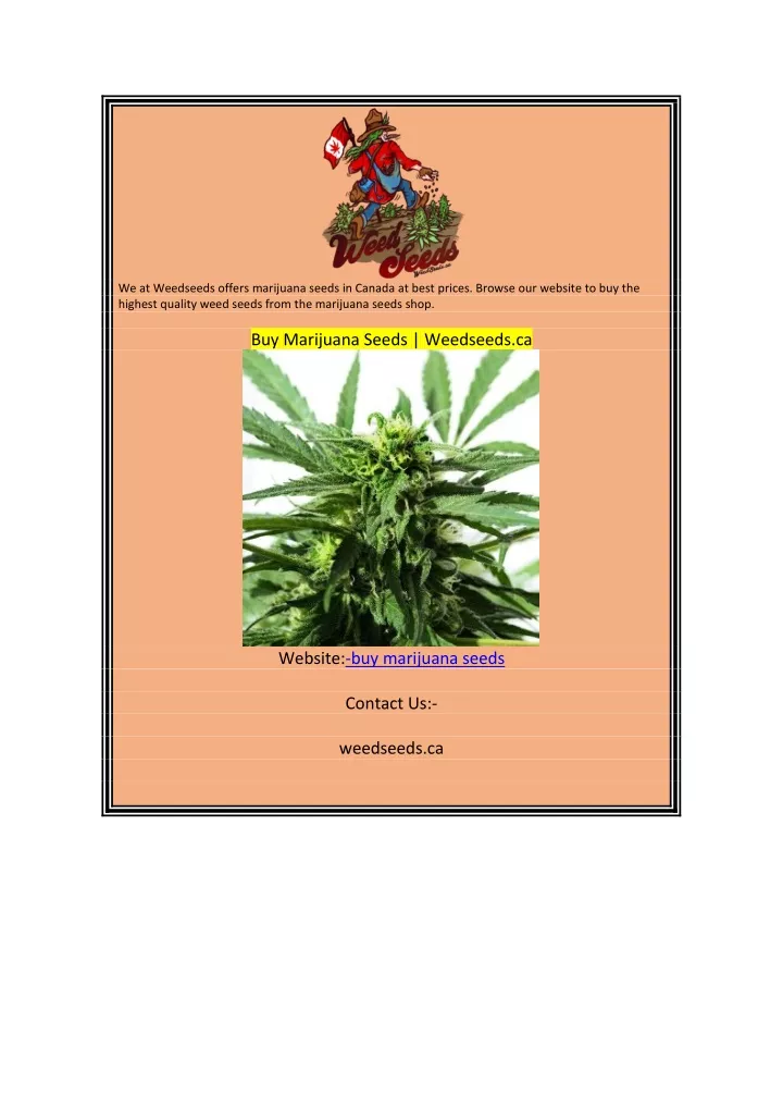 we at weedseeds offers marijuana seeds in canada