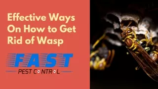 Effective Ways On How to Get Rid of Wasp
