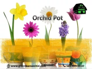 Shop online Orchid Pot at discounted price from Green Barn Orchid Supplies