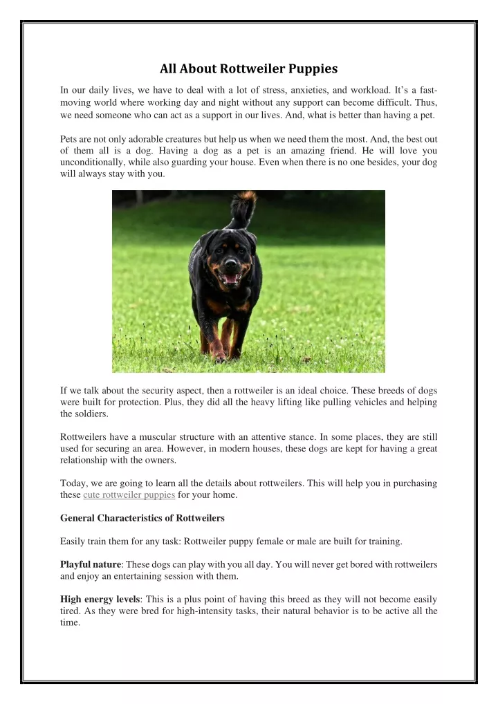 all about rottweiler puppies