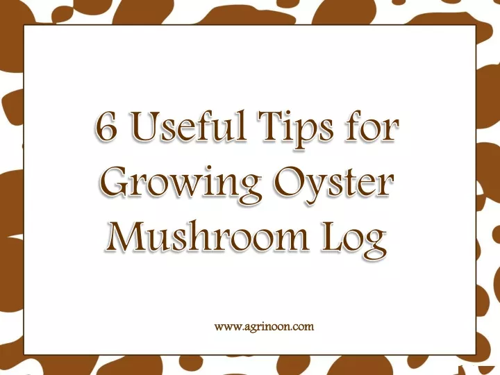 6 useful tips for growing oyster mushroom log