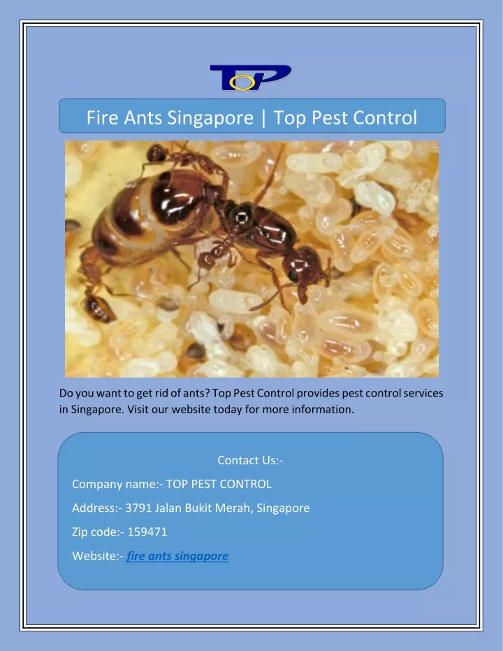 fire ants singapore top pest control