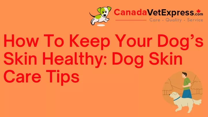 how to keep your dog s skin healthy dog skin care