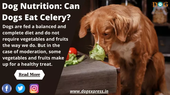 dog nutrition can dogs eat celery dogs