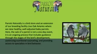 Things To Consider Before Adopting African Grey Parrot | Parrots Naturally