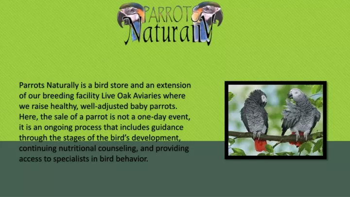 parrots naturally is a bird store