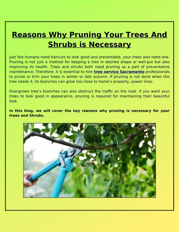 reasons why pruning your trees and shrubs