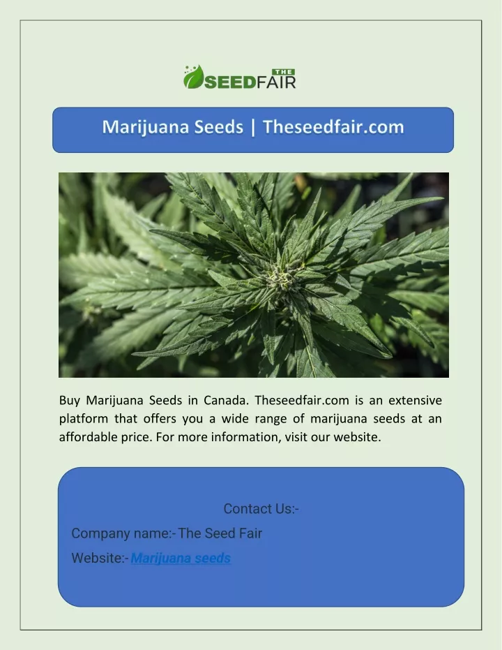 buy marijuana seeds in canada theseedfair