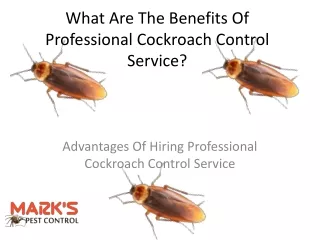 What Are The Benefits Of Professional Cockroach Control