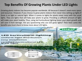 Top Benefits Of Growing Plants Under LED Lights