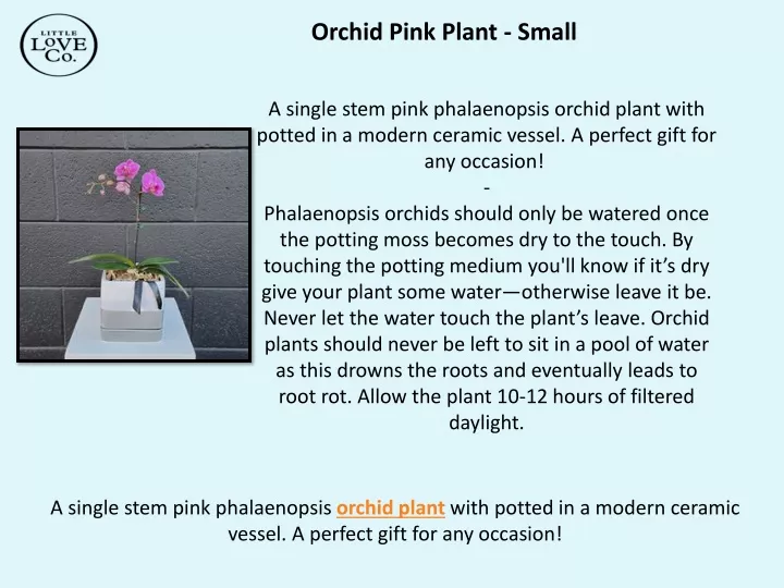 orchid pink plant small