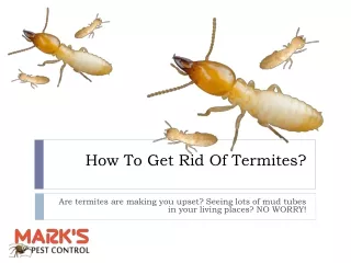 How To Get Rid Of Termites | Best Pest Control Tips