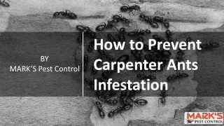 How to Prevent Carpenter Ants Infestation | Pest Control Tips