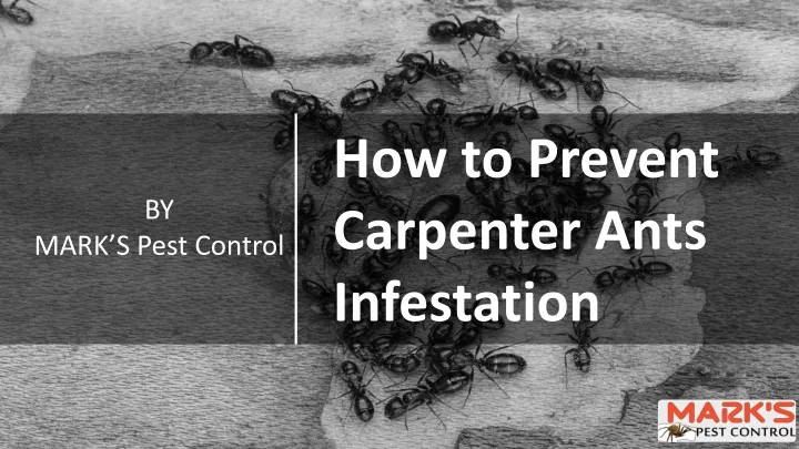 how to prevent carpenter ants infestation