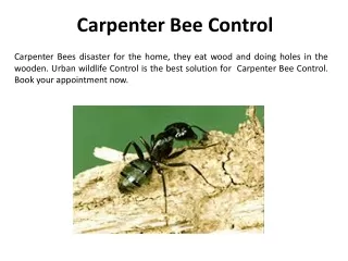 carpenter bee control