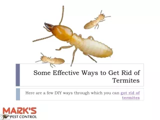 Some Effective Ways to Get Rid of Termites