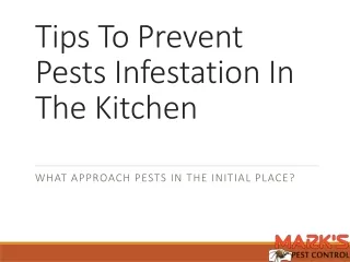 Tips To Prevent Pests Infestation In The Kitchen