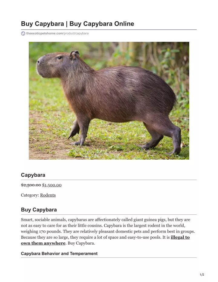 buy capybara buy capybara online