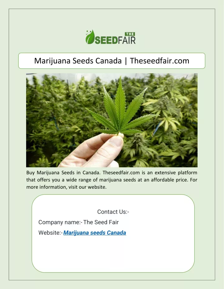 marijuana seeds canada theseedfair com