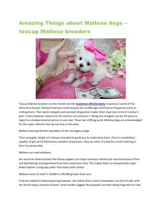 Amazing Things about Maltese dogs –teacup Maltese breeders
