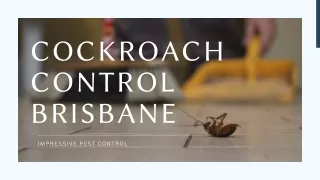 Cockroach Control Brisbane | Professional Pest Control Services at Lowest Costs