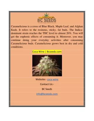 caramelicious is a cross of blue black maple leaf
