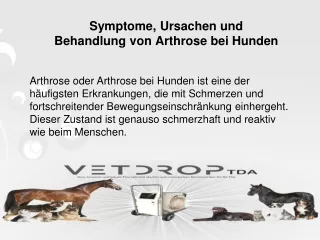 Symptome, Ursachen und Behandlung von Arthrose bei Hunden