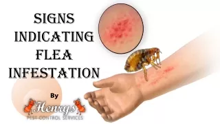 Warning Signs Indicating Flea Infestation | Henrys Pest Control Brisbane