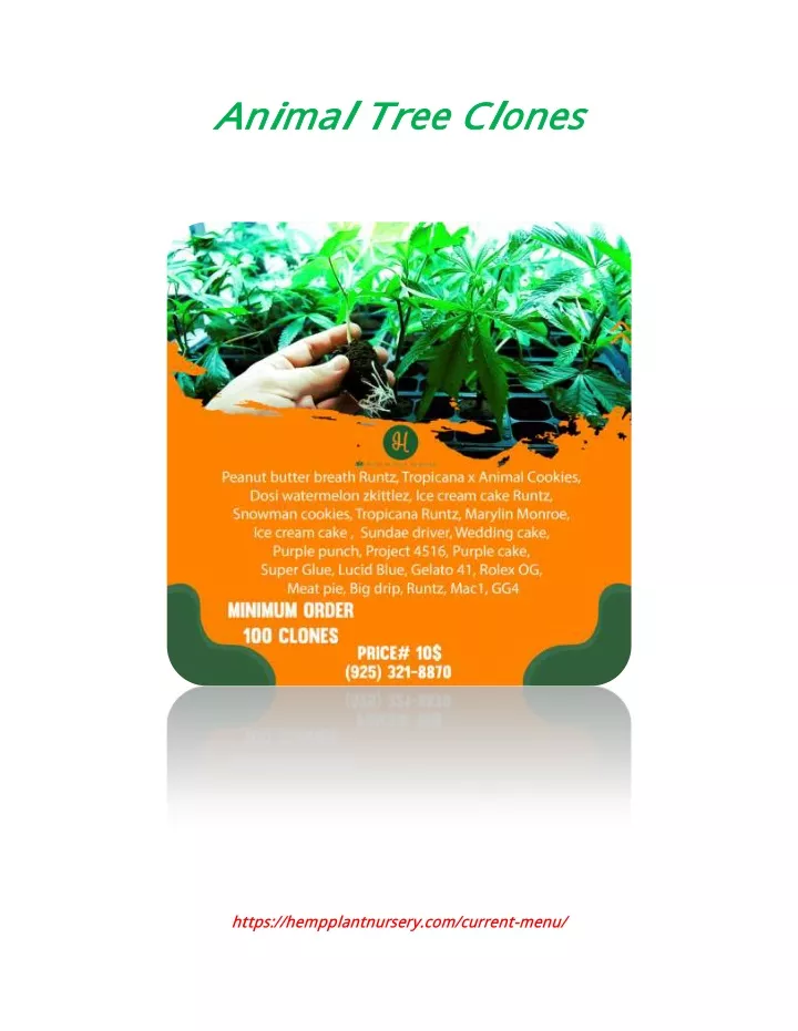 animal animal tree clones tree clones