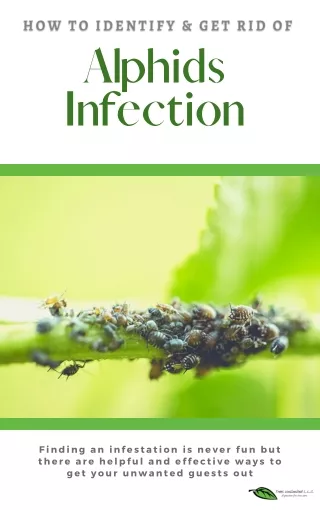 Aphid Infestation: How to Identify & Get Rid of Aphids