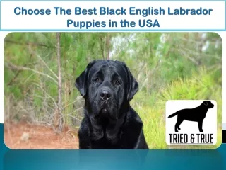Choose the Best Black English Labrador Puppies in the USA