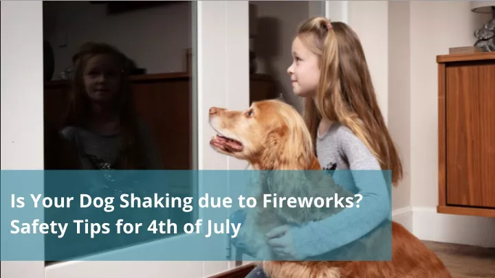 is your dog shaking due to fireworks safety tips