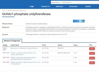 GlcNAc1-phosphate uridyltransferase