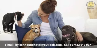 Reason to Choose a Dog Kennel Service  Over A Pet Sitter