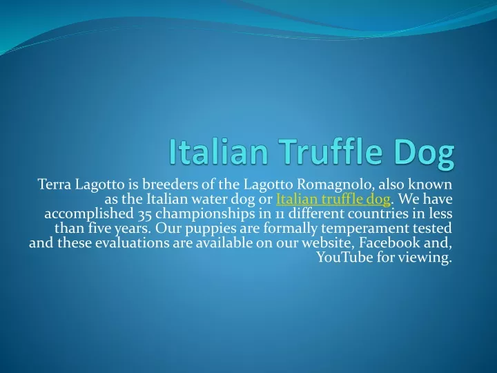 italian truffle dog