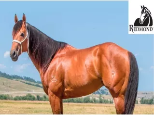 garlic for fly control in horses