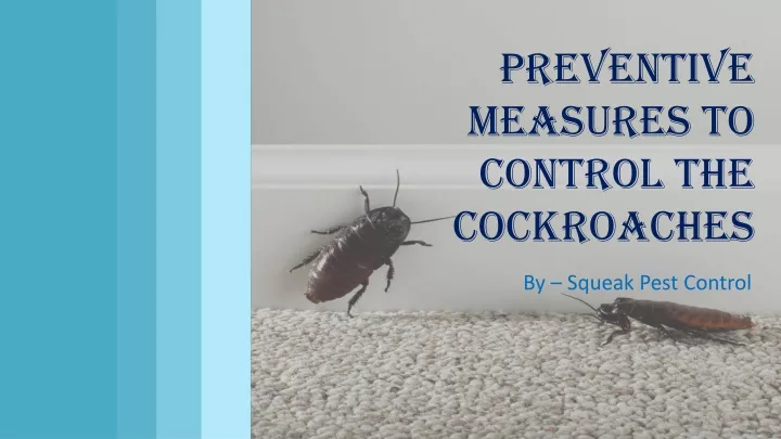 preventive measures to control the cockroaches