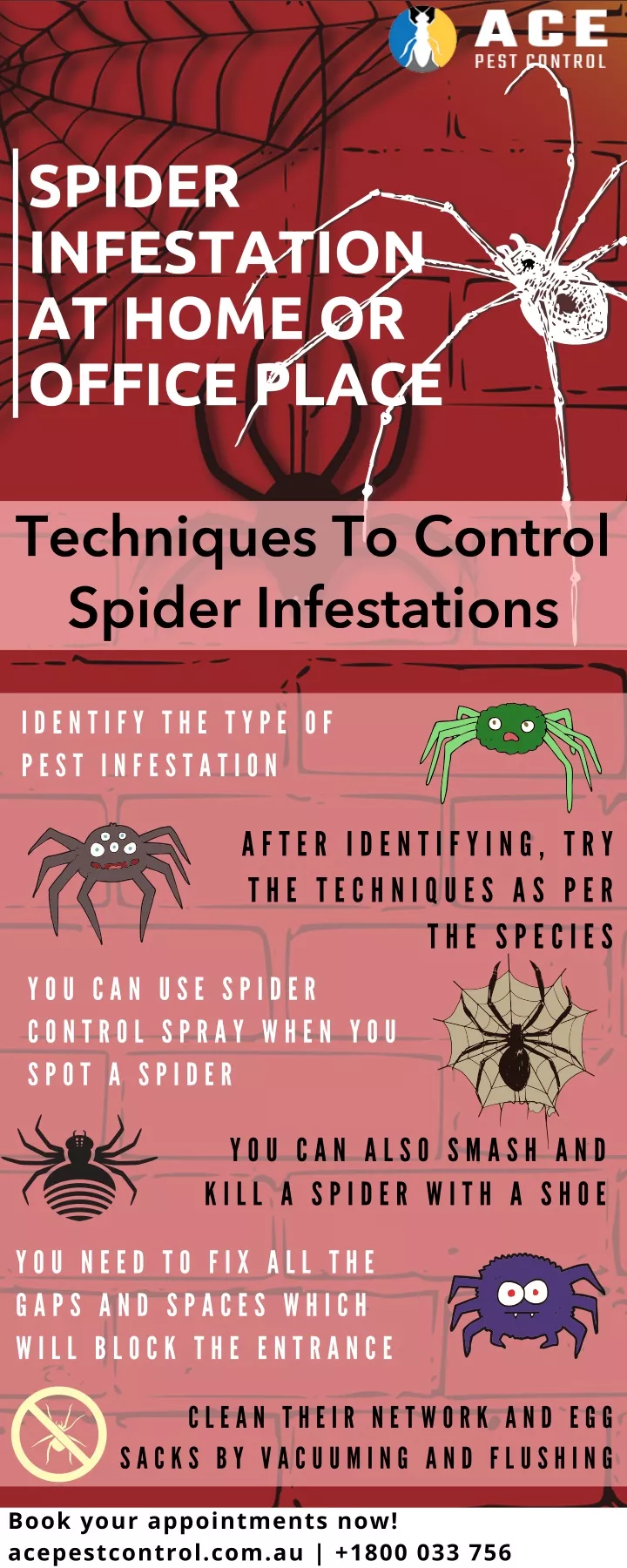 spider infestation at home or office place