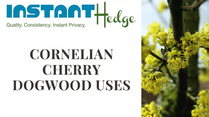 cornelian cherry dogwood uses