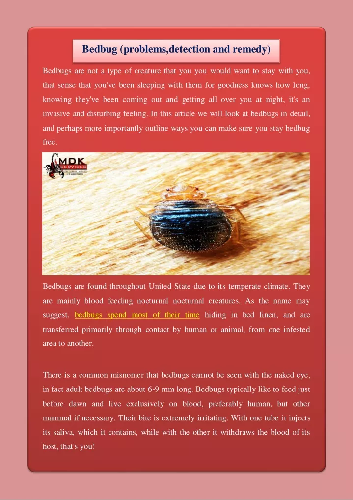 bedbug problems detection and remedy