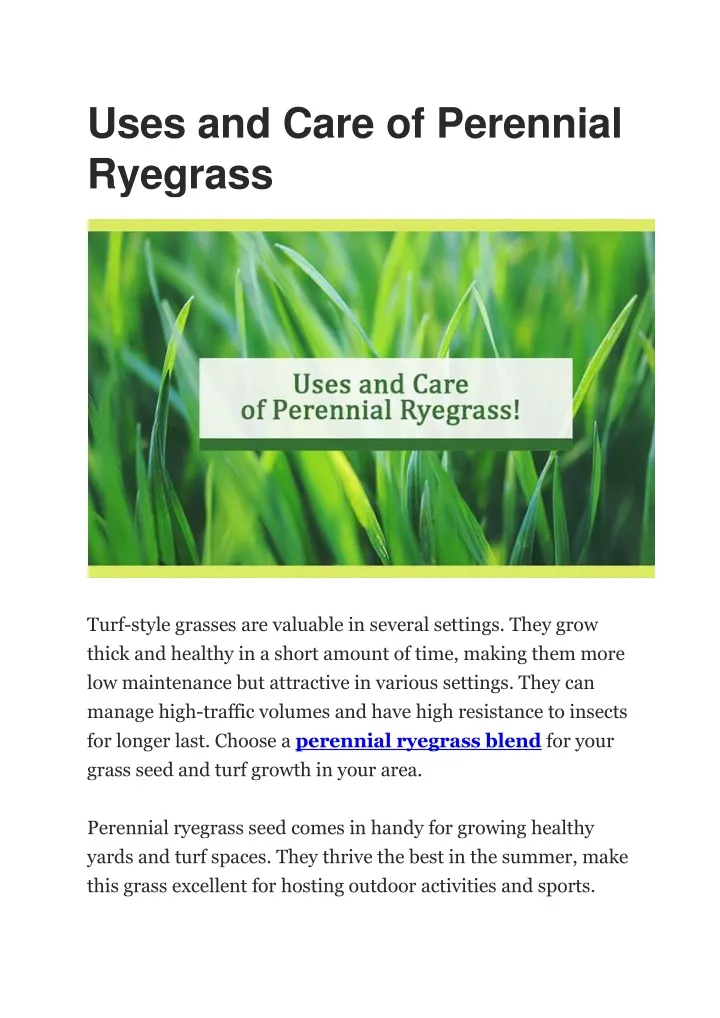 uses and care of perennial ryegrass