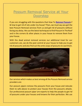 Possum Removal Service at your doorstep
