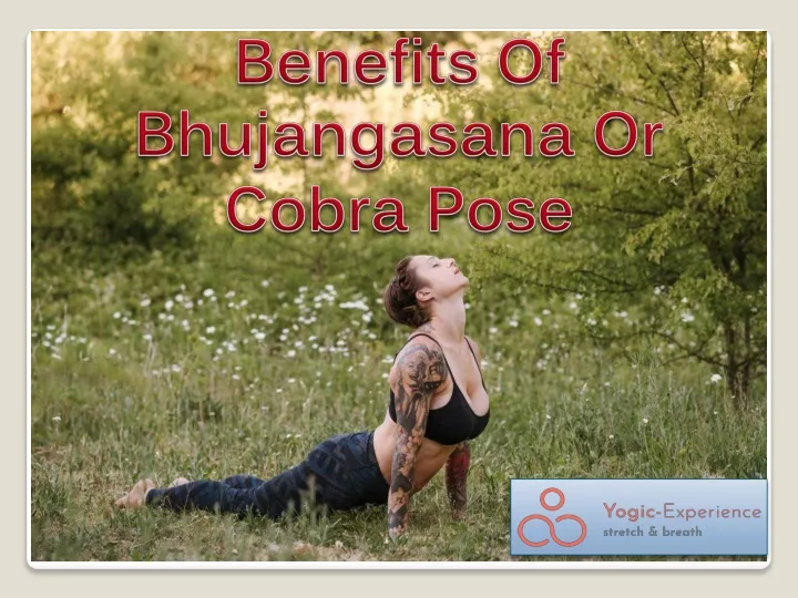 How to do Bhujangasana | Cobra Pose - Procedure, Benefits and Precautions |  Yoga Rachana - YouTube