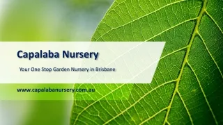 Capalaba Nursery - Your One Stop Garden Nursery in Brisbane