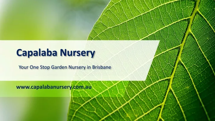 capalaba nursery your one stop garden nursery in brisbane