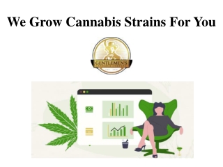 We Grow Cannabis Strains For You