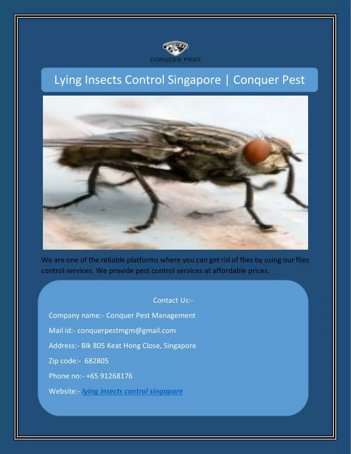 lying insects control singapore conquer pest