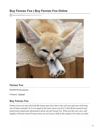 buy fennec fox buy fennec fox online