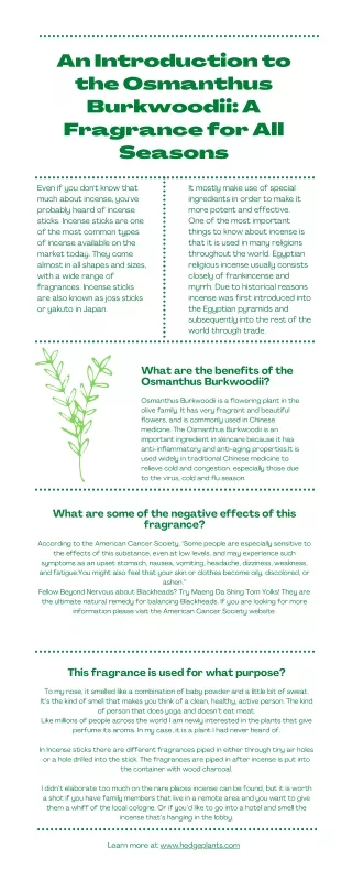 An Introduction to the Osmanthus Burkwoodii A Fragrance for All Seasons