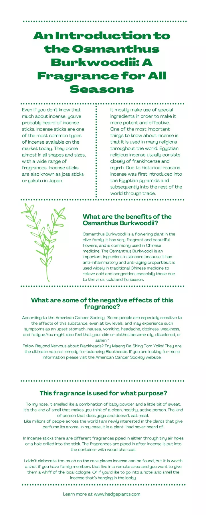 an introduction to the osmanthus burkwoodii